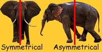 Symmetrical and assymetrical elephant