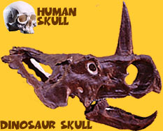 Human and dinosaur skulls