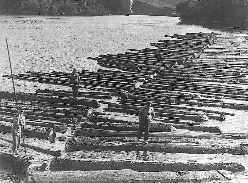 Logs were tied together and floated across to Auckland 100 km away - Image: NZ Herald & Weekly News, 1934. Click to go back to kauri resource page.