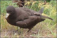 Black petrels return to Great Barrier Island in October to breed - Image: Heurisko Ltd