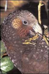 Kaka chewing on a coprosma stem - Image: Geoff Moon