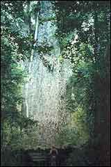 The trunk of a kauri tree can be up to 16 metres around - Image: DoC