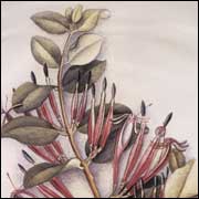 Sketch of northern mistletoe - Image: Fanny Osborne, Heineman