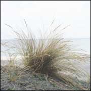 Picture of native New Zealand sand tussock - Image: RJ Stanley