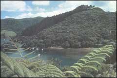 The western side of Great Barrier has rugged hillsides and rocky beaches - Image: DoC