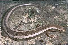 All native lizards including the striped skink are fully protected - Image: DoC