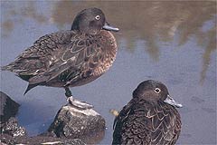 Brown teal (pateke) usually feed at night - Image: Geoff Moon