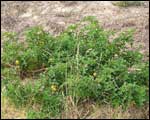 Apple of sodom is an introduced poisonous plant that has thorny leaves. Click to enlarge : Image - Heurisko Ltd. Camera provided by Lacklands Ltd.