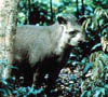 07_tapir