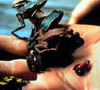 12_frogs_in_hand