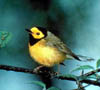 18_yellow_bird