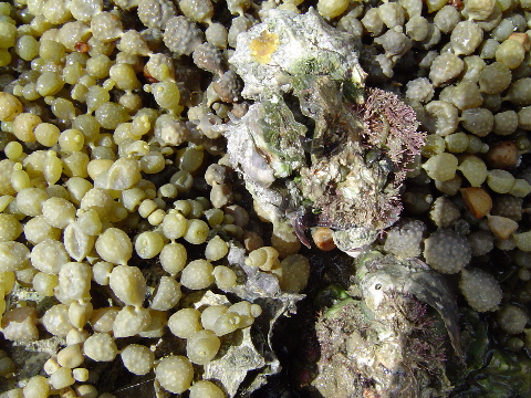 Seaweed and shells