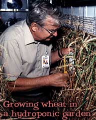 Growing wheat in hydroponic garden