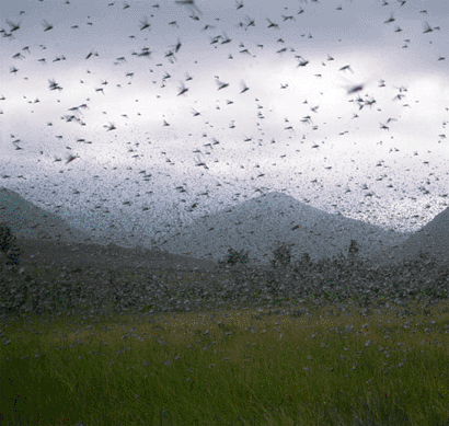 locust swarm gif