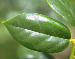 smooth leaves